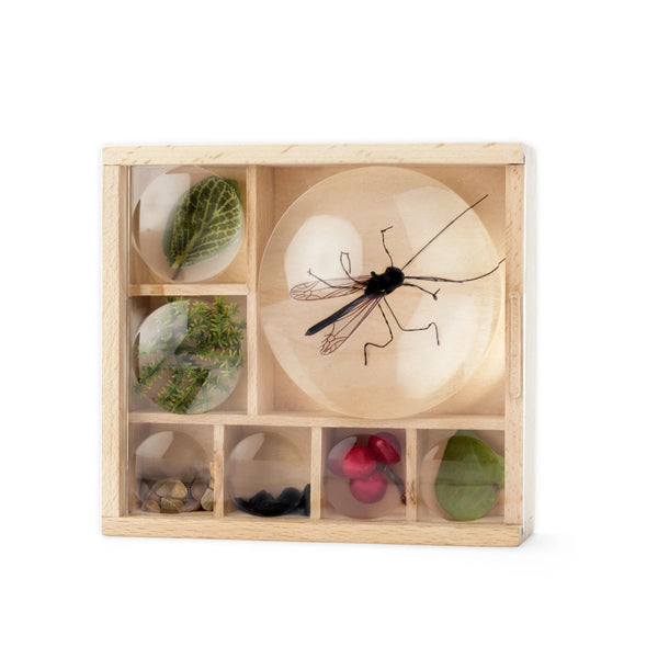 Magnifying Bug Box