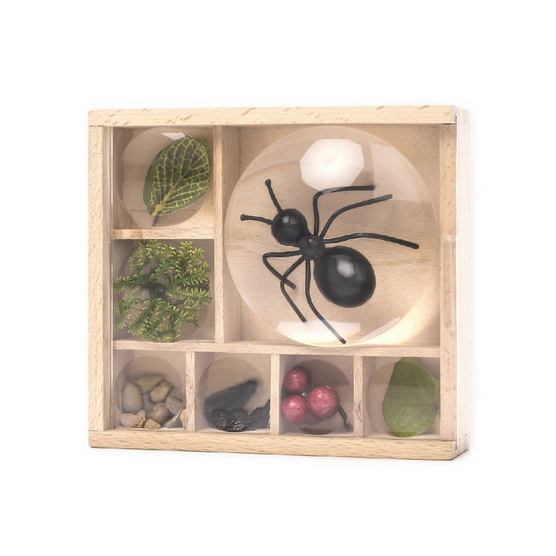 Magnifying Bug Box