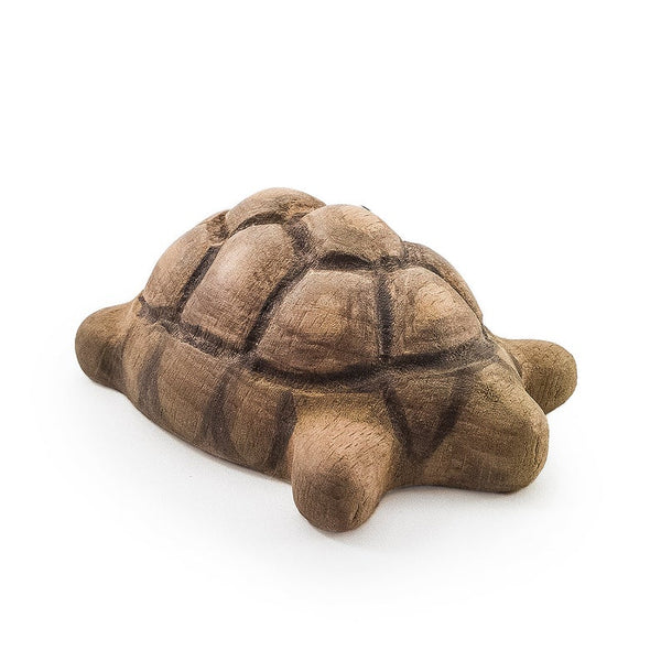 Spurred Tortoise