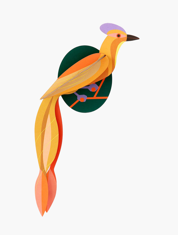 Paradise Bird, Olango