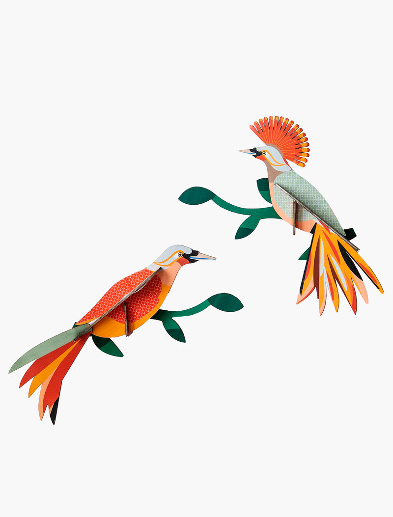 Paradise Bird, Obi