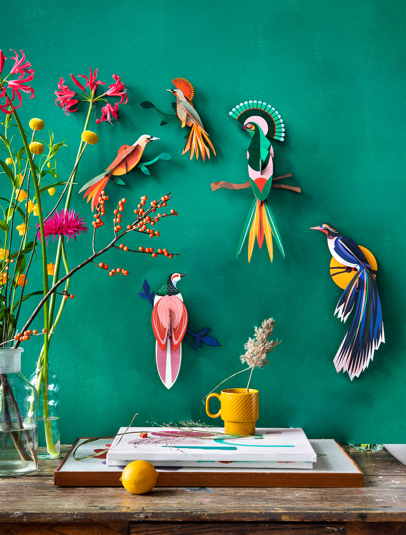 Paradise Bird, Obi